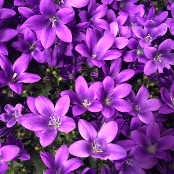 Campanula