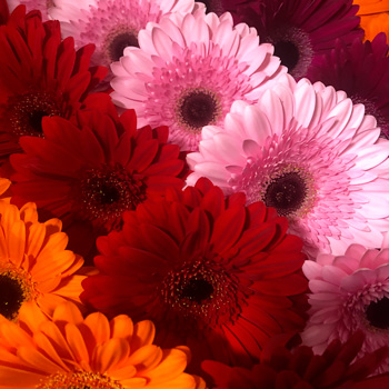 Gerbera Ibiza Mix