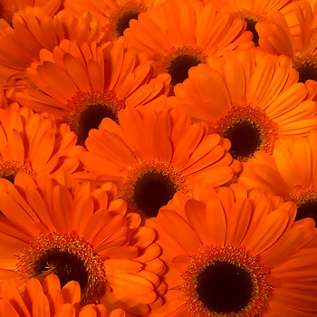 Gerbera Applaus